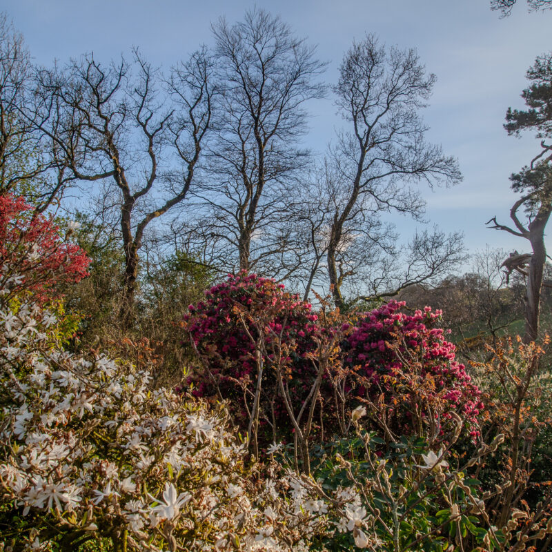 Trees and shrubs terrace view